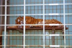 2012-08-25-tiger-zoo-c-peta-d